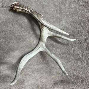 Real white tail deer shed antler
